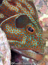 Close up to a Panama Graysby by Ramón Domínguez 